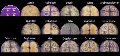 Transcriptomic insights into the roles of the transcription factors Clr1, Clr2 and Clr4 in lignocellulose degradation of the thermophilic fungal platform Thermothelomyces thermophilus